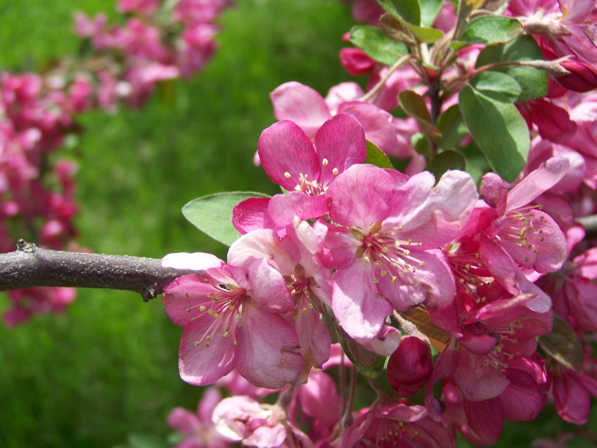 Urbandale, IA: Blossoms in Lake Hollise Neighborhood