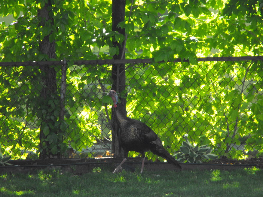 Butler, NJ: Wild turkey on Gifford Street-May 17th, 2008
