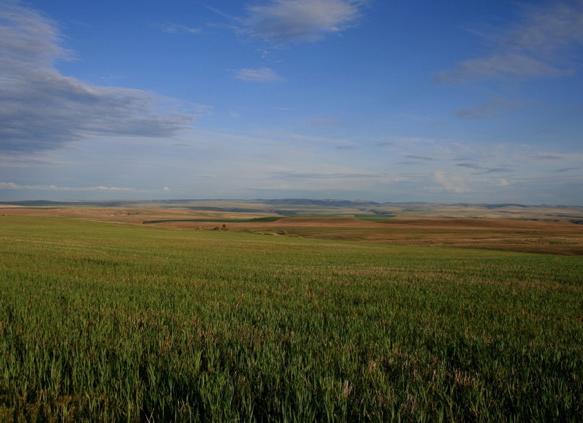 Condon, OR : Rolling Hills...West of Condon..