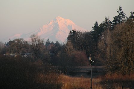 Hillsboro, OR : Mt. Hood as seen across Jackson Bottom