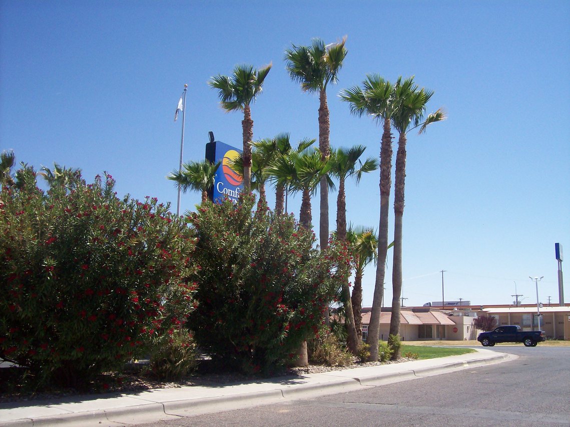 Las Cruces, NM: palm trees in Las Cruces