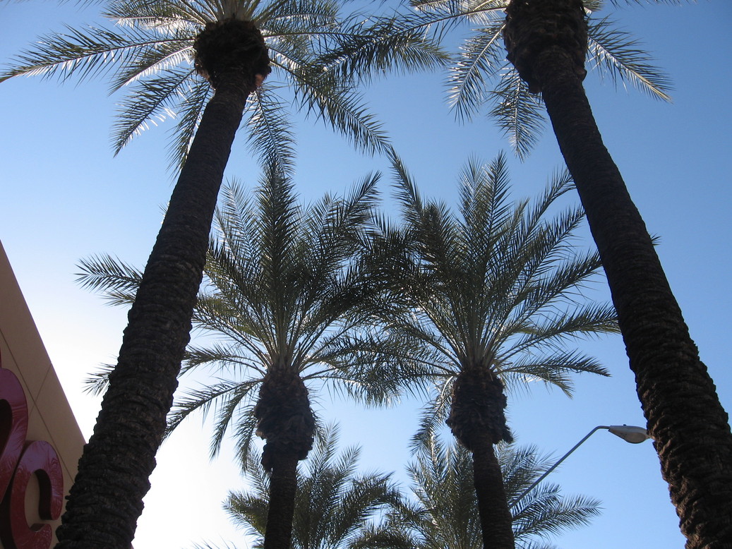 Phoenix, AZ: Tall trees at AMC Theatre