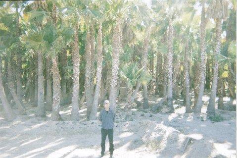 Wenden, AZ: AFM Farm Feb 2006 Palm Trees