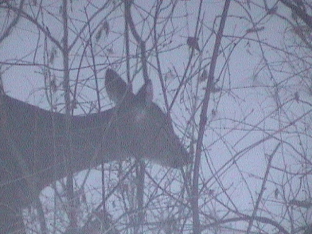 Roscoe, IL: bambi in my own backyard