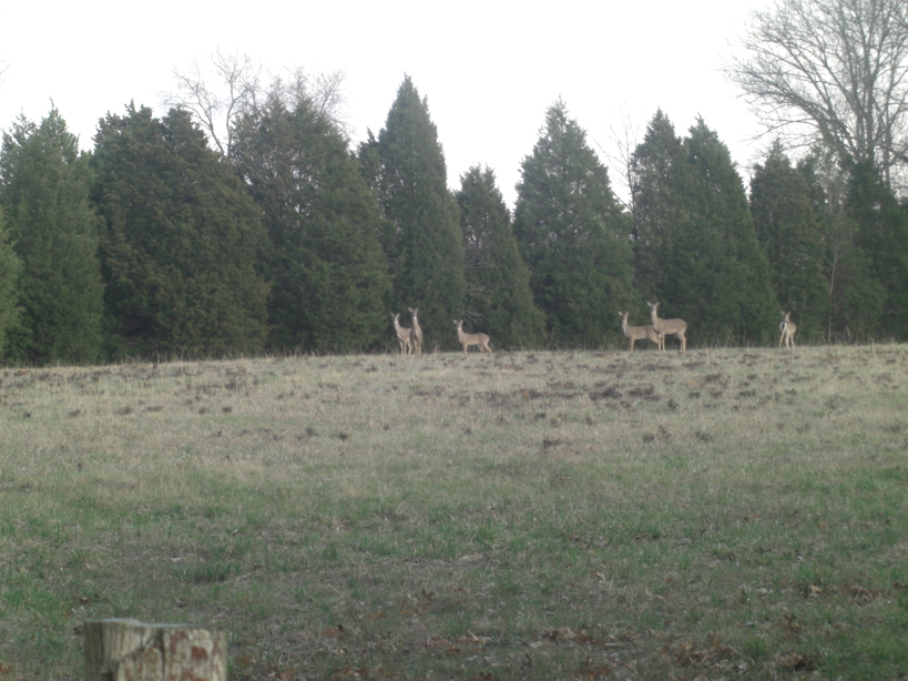 Smyrna, TN: Rock Springs Road