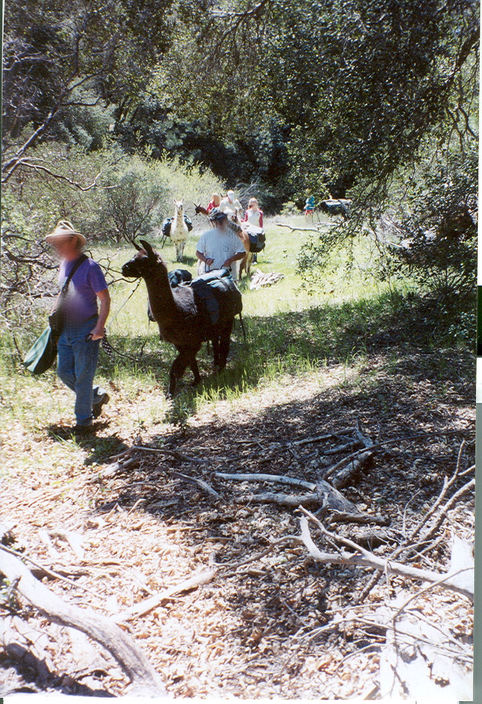 Julian, CA : llama tour