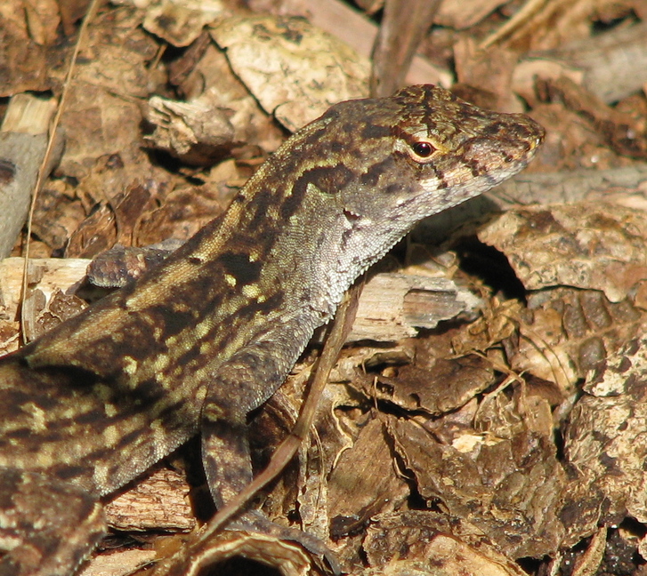 Gainesville, FL: Lizard at Kanapaha Gardens