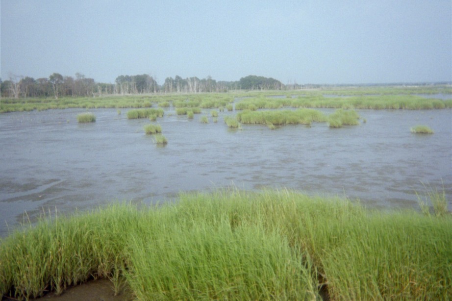 Port Norris, NJ marsh near the walk photo, picture, image (New Jersey