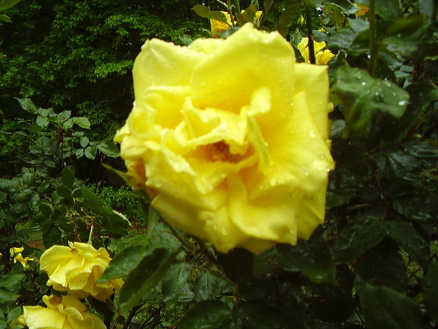 Surgoinsville, TN : Yellow Rose in Summer in Surgoinsville