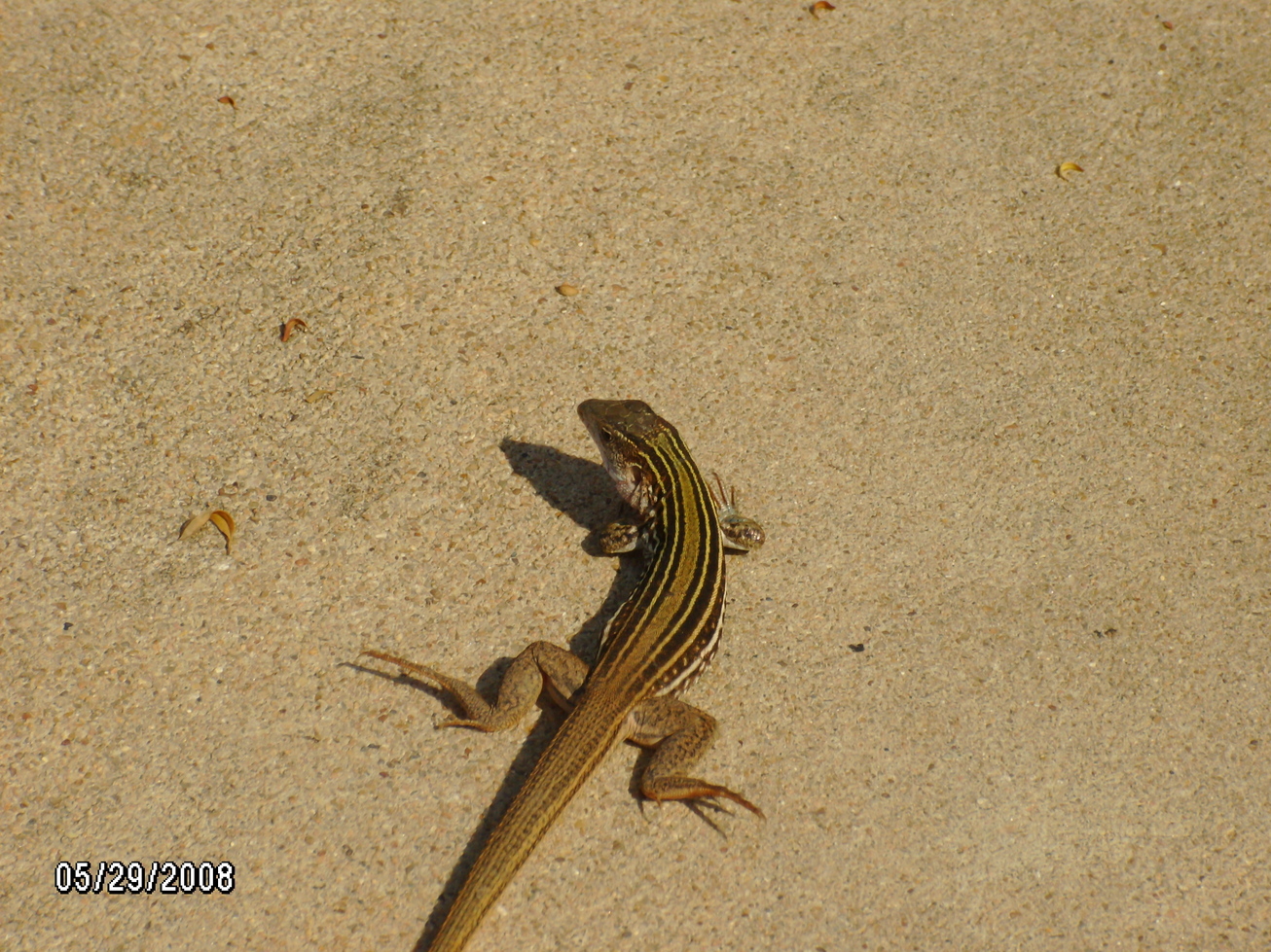 Smithville, TX : lizard that has plenty of running buddies in Smithville!