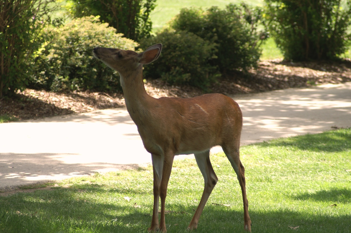 Logan, OH: Deer at the Brass Ring