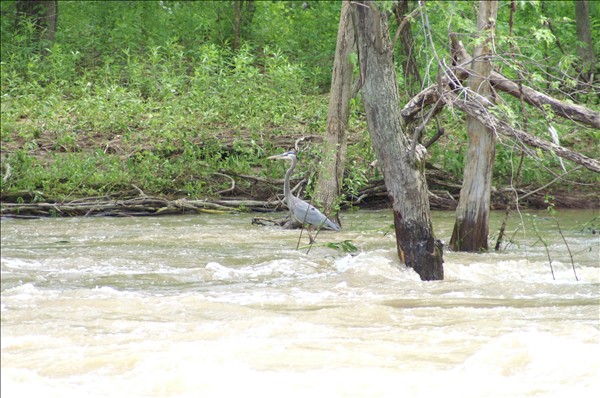 Logan, OH : Blue Heron on the Hocking