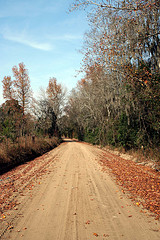 Millen, GA : country road in fall