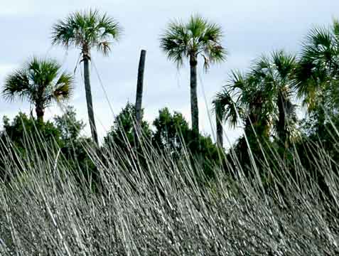 Homosassa, FL : Sawgrass - Salt River - Homosassa