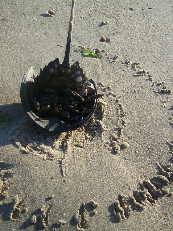 Laurence Harbor, NJ: Horseshoe Crab turning over to go back into the tide!