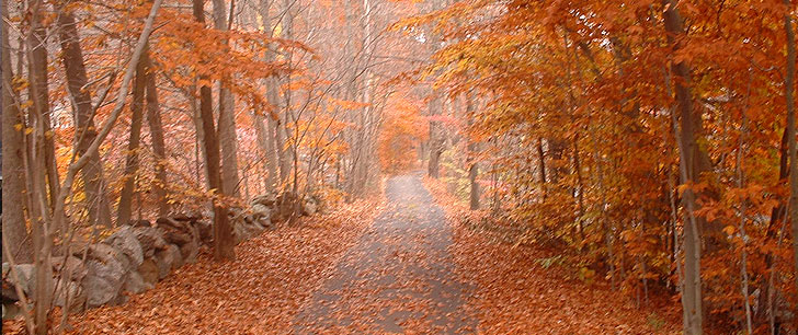 Wilton, CT : Fall in Wilton