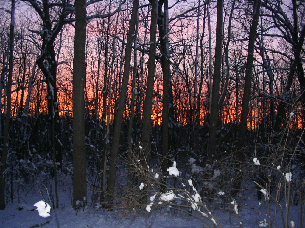 Rochester Hills, MI: Enjoying a winter view from my backyard. Oakbrook condo.