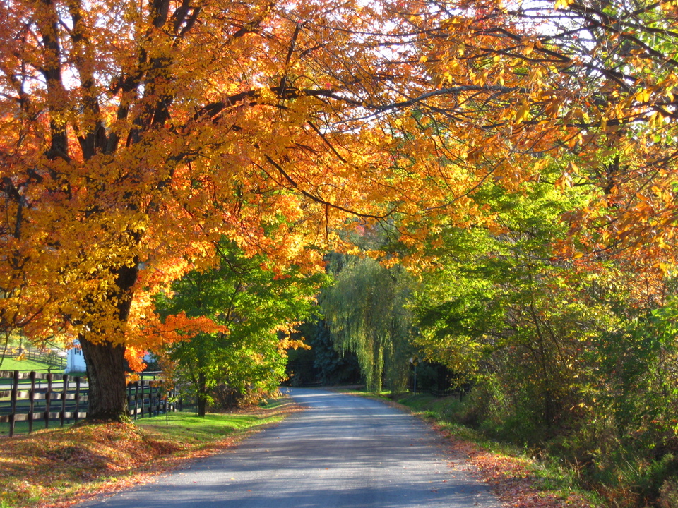 Gilbertsville, NY Road in Butternuts photo, picture, image (New York
