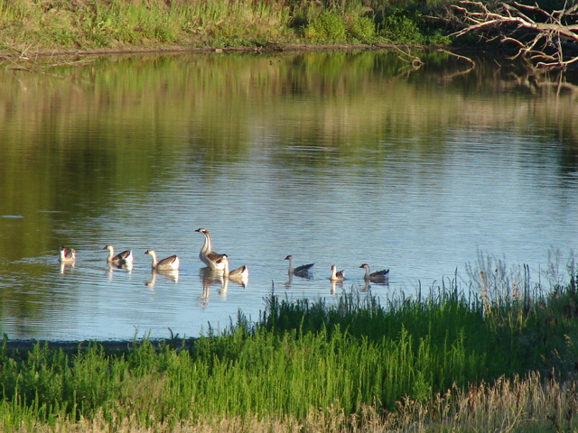 Louisville, NE : Pond near Louisville