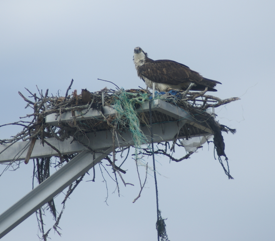 Fort Myers Beach, FL : Ospsrey at the Shrimp Docks