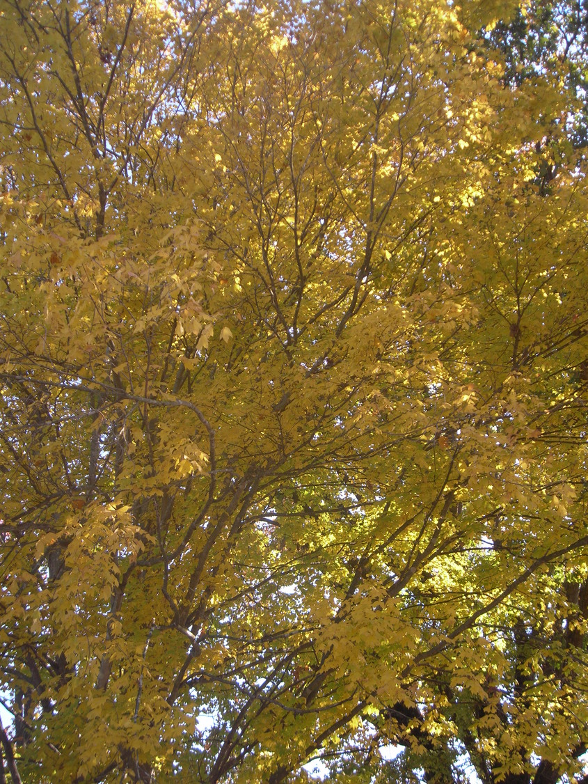 Gilt Edge, TN : Fall Foliage