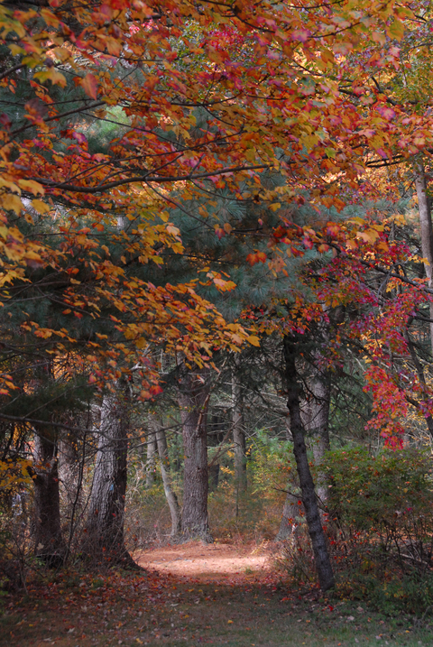 Hawley, PA : Dorflinger Sancuary Fall 08