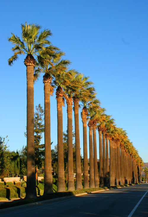 Simi Valley, CA: Alamo Street Palm Trees