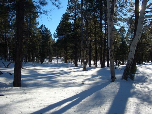 Flagstaff, AZ: January 1st . Walking through 2ft+ deep snow in Flagstaff, Arizona.