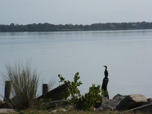 Cocoa, FL: Bird waiting for a catch at MacFarland Park on Indian River Drive