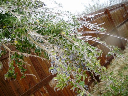 Lonoke, AR: Fallen tree branch due to ice storm