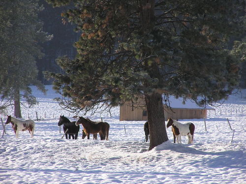 Winthrop, WA : Winter