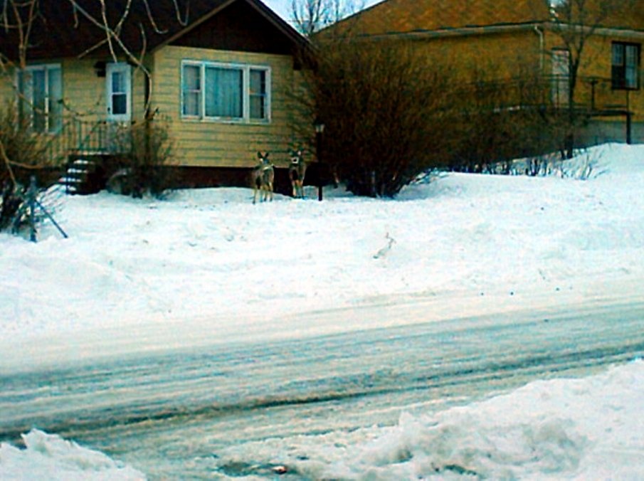 Circle, MT Blizzard of 2003 photo, picture, image (Montana) at city