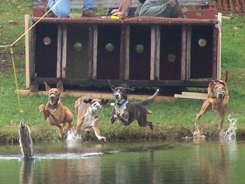 Ferrum, VA : Folk Life festival, hound dog competition 2008