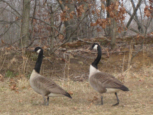 Monmouth Junction, NJ : Monmouth Junction neighbors
