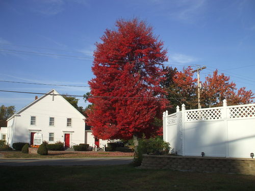 Seabrook, NH: Railroad Ave Tree Fall 2008