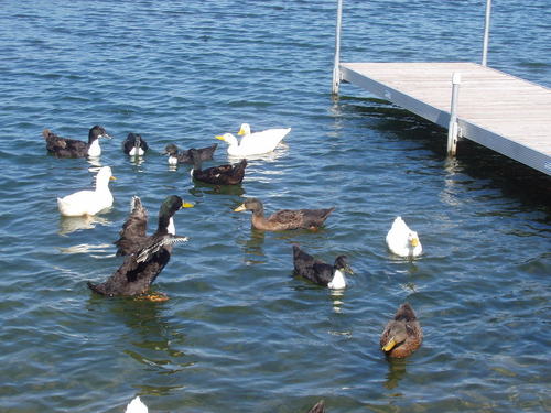 Lime Lake-Machias, NY: Ducks On Lime Lake