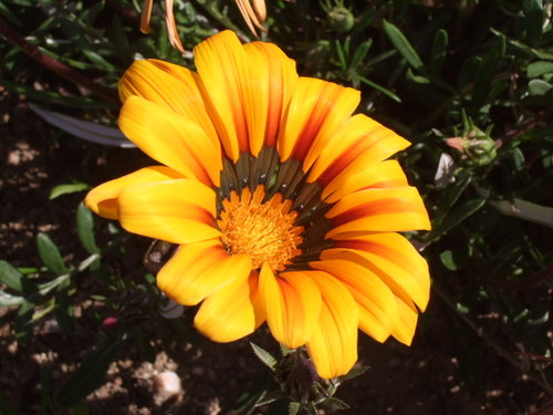 Murrieta, CA : Sun Flower by Walmart at Madison Avenue, Murrieta