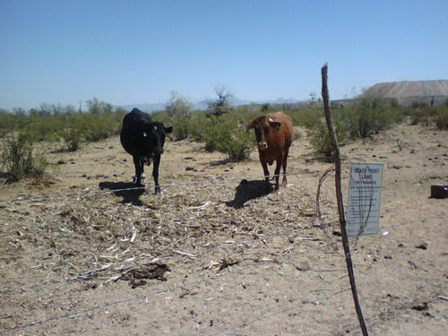 Picture Rocks, AZ: Cattle lulling near a water trough on state land.