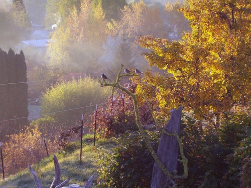 Mount Vernon, OR : Mount Veron Earlybirds