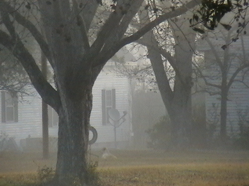 Pinehurst, GA: across the street from my house, one foggy morning.