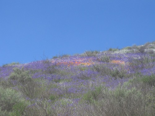 Wildomar, CA : poppies