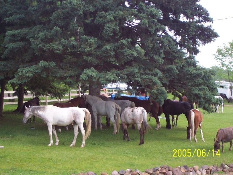 Springbrook, WI: My lawn mowers in picnic area at Appa-Lolly Ranch, Springbrook, WI