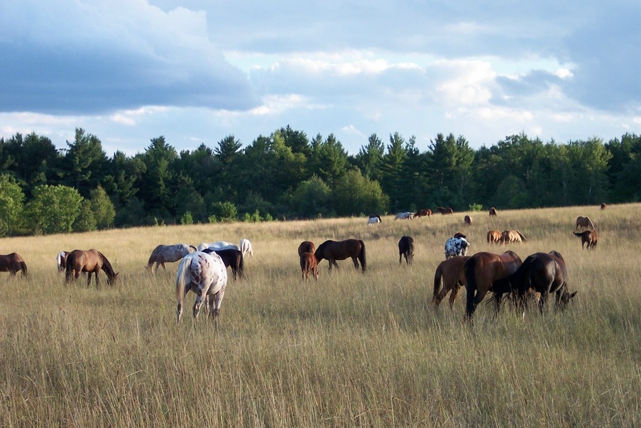 Springbrook, WI: Horses Grazing in Pasture, Appa-Lolly Ranch, Springbrook, WI