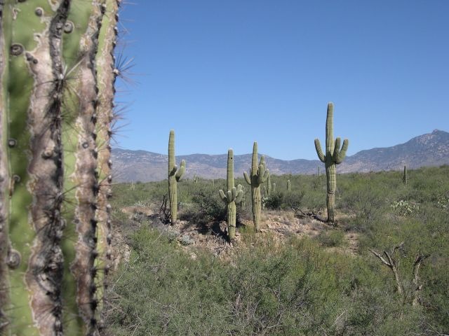 Vail, AZ: Saguaro Group