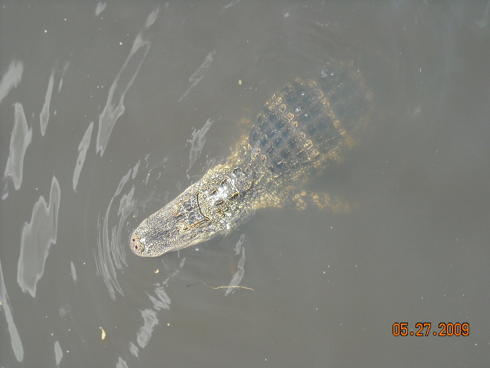 Pahokee, FL small gator in Lake Okeechobee photo, picture, image