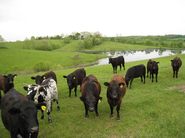 Danville, KY: Danville Boyle County Cattle