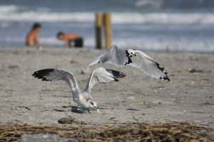 Atlantic Beach, SC : The Beach