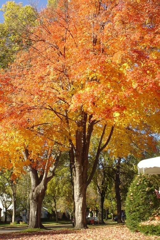 Minneapolis, MN: Southwest Minneapolis Fall Colors
