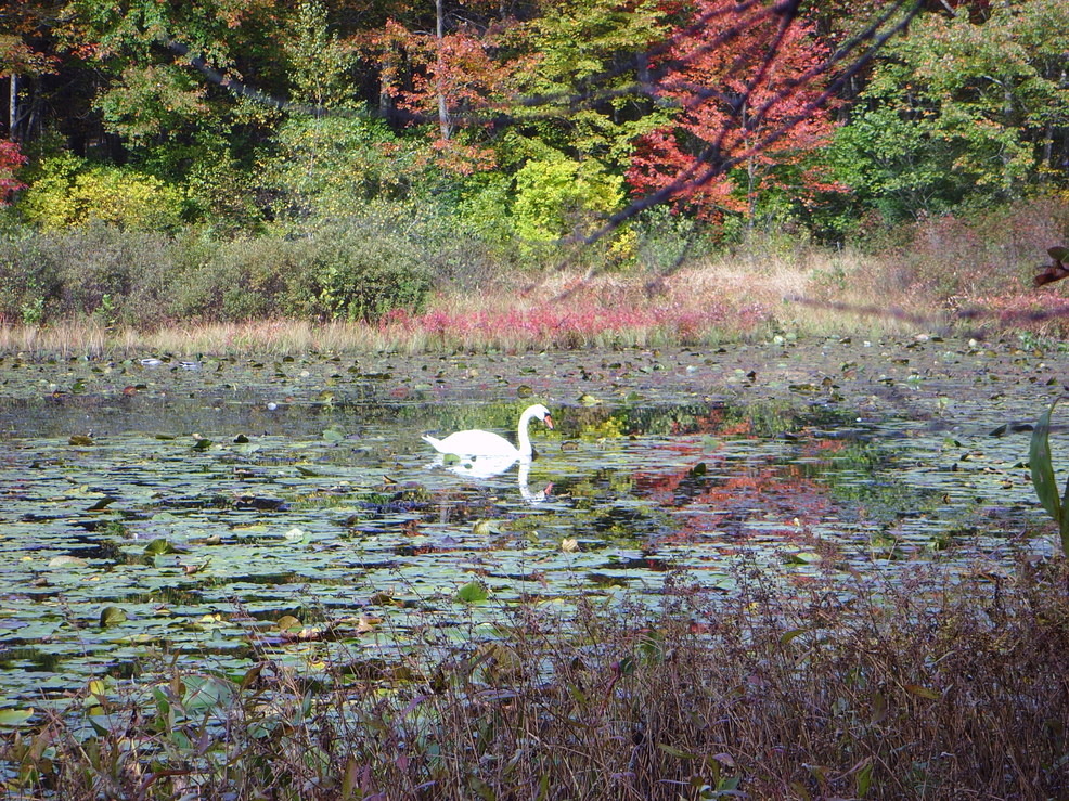 North Kingstown, RI: Belleville Pond, Fall, 2009