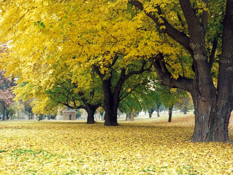 Bakersfield, CA: Fall Color at the Park